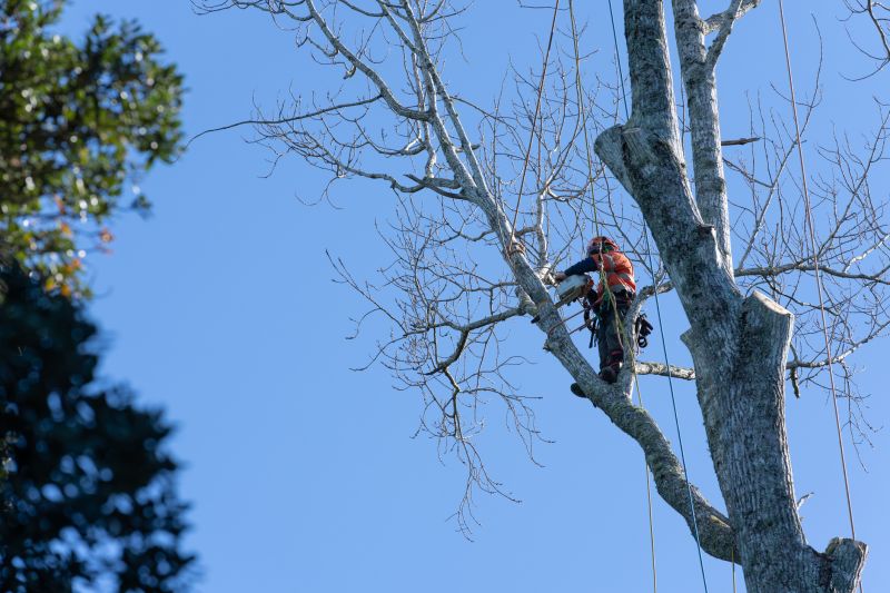Arborist Climbing and Pruning