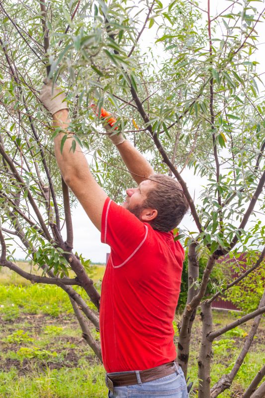 Pruning of Overgrown Branches