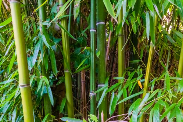 Cost of Bamboo Trimming in Eau Claire