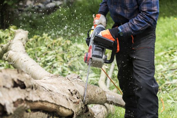 Cost of Branch Removal Service in Eau Claire