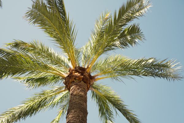 Palm Tree Pruning in Eau Claire