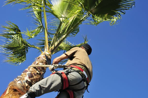 Palm Tree Trimming in Eau Claire