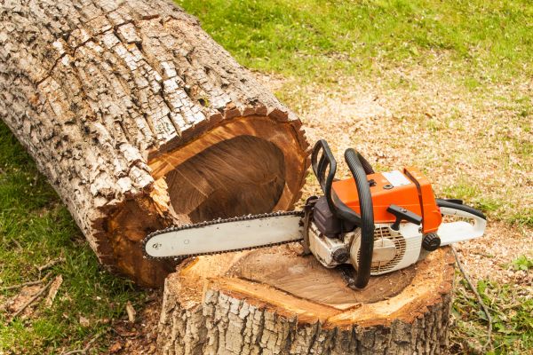 Tree Cutting Service in Eau Claire
