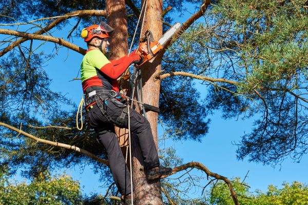 Tree Service in Eau Claire