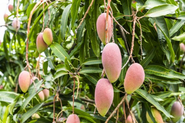 Cost of Mango Tree Trimming in Eau Claire