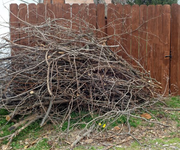 Cost of Dead Branch Removal in Eau Claire