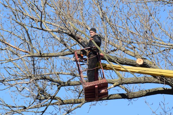 Cost of Emergency Tree Trimming in Eau Claire