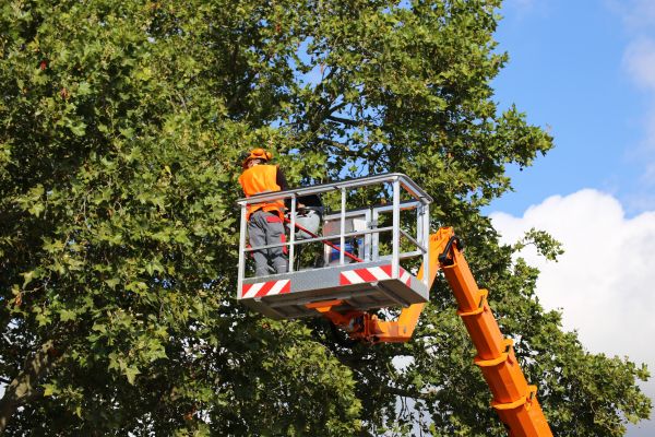 Commercial Tree Service in Eau Claire