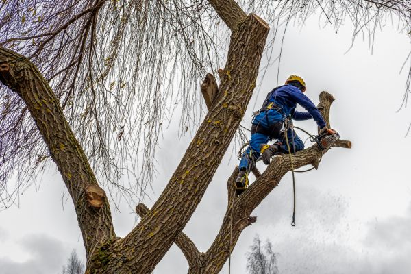 Cost of Tree Maintenance Service in Eau Claire