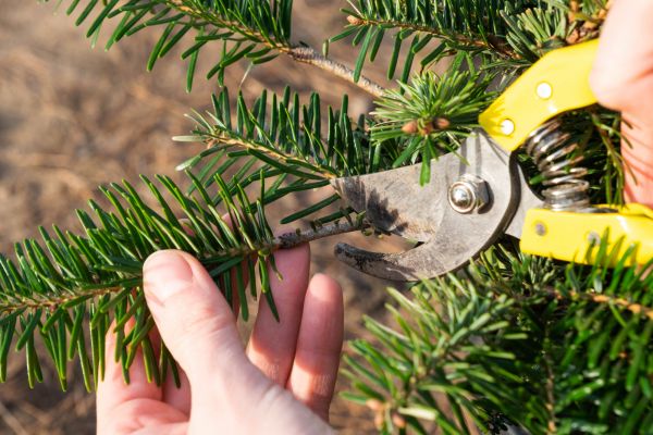 Cost of Pine Tree Pruning in Eau Claire