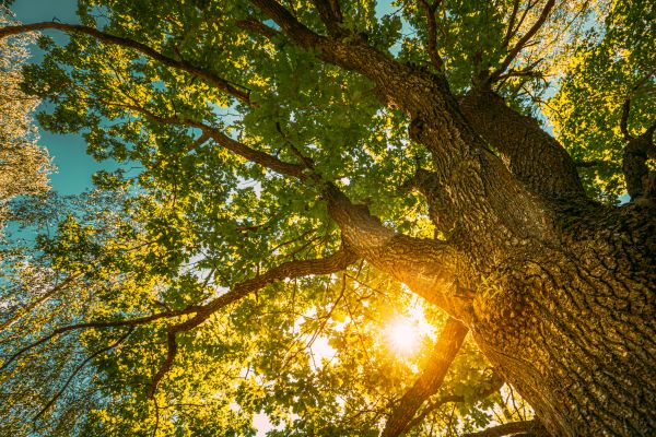 Cost of Oak Tree Pruning in Eau Claire