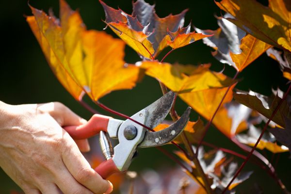 Cost of Maple Tree Pruning in Eau Claire