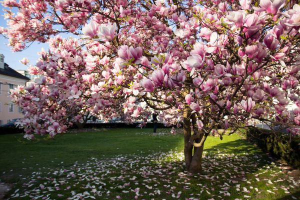 Cost of Magnolia Tree Pruning in Eau Claire