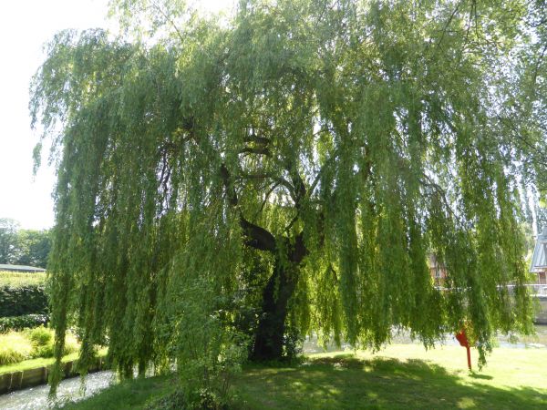 Cost of Willow Tree Trimming in Eau Claire