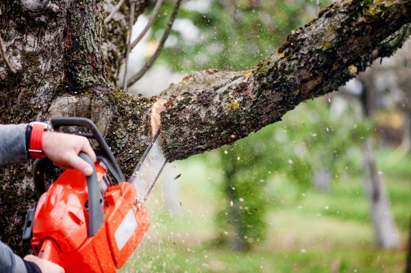 Cost of Tree Limbs Removal in Eau Claire
