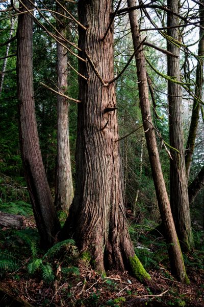 Cost of Cedar Tree Trimming in Eau Claire