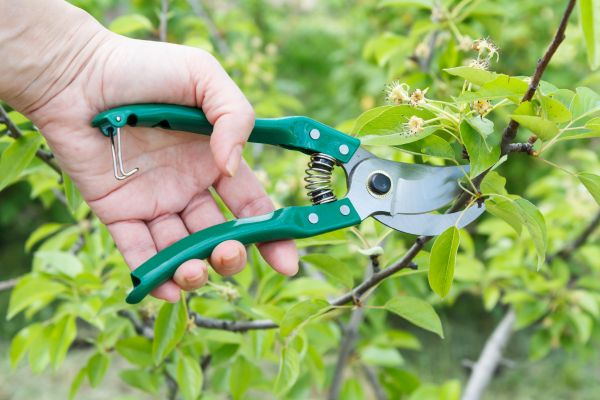 Cost of Pear Tree Pruning in Eau Claire