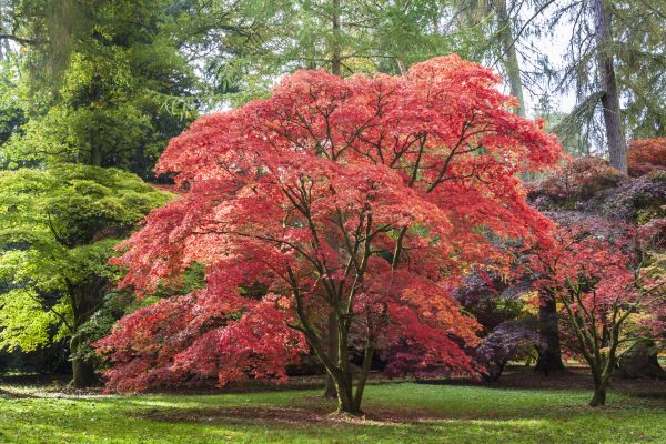 Japanese Maple Pruning in Eau Claire