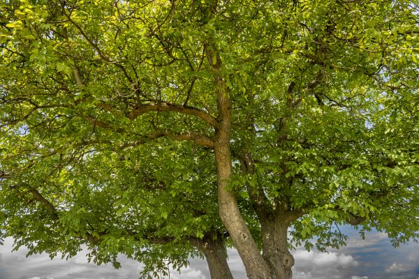 Cost of Walnut Tree Trimming in Eau Claire
