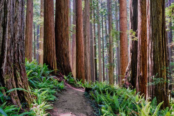 Cost of Redwood Tree Trimming in Eau Claire