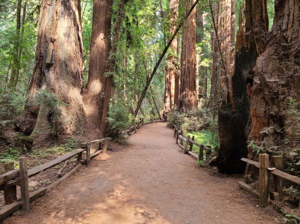 Cost of Redwood Tree Pruning in Eau Claire