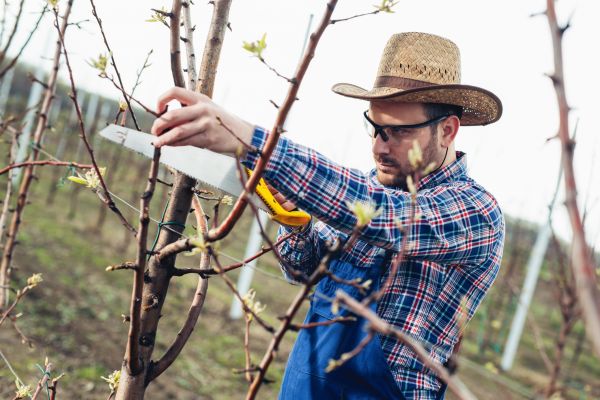 Cost of Orchard Tree Pruning in Eau Claire