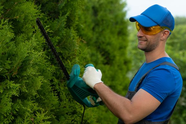 Cost of Tree Shaping Service in Eau Claire