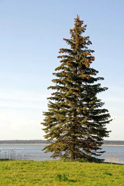 Cost of Spruce Tree Pruning in Eau Claire