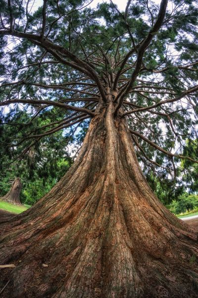 Cost of Cedar Tree Pruning in Eau Claire