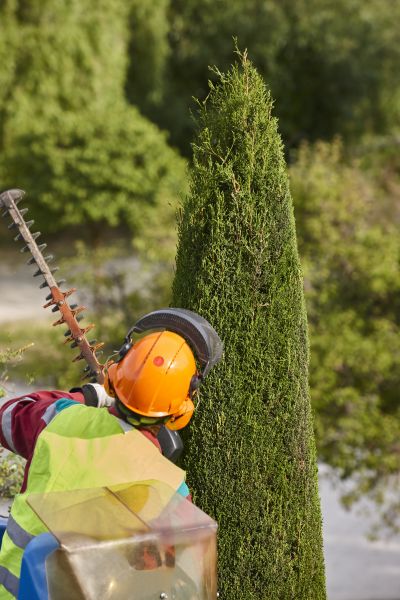 Cost of Cypress Tree Trimming in Eau Claire