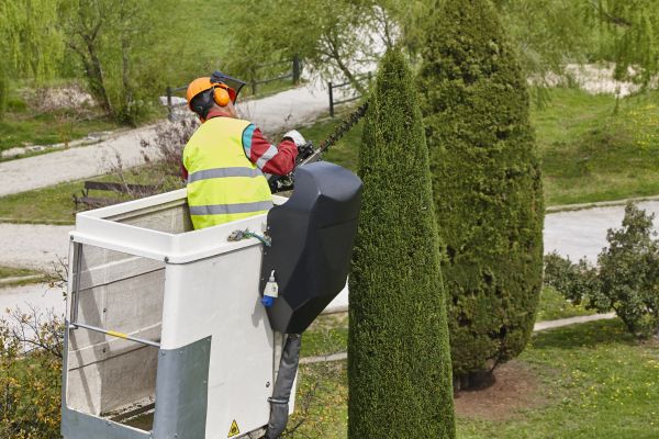 Cost of Cypress Tree Pruning in Eau Claire