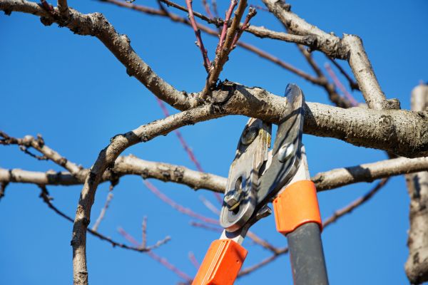 Peach Tree Trimming in Eau Claire