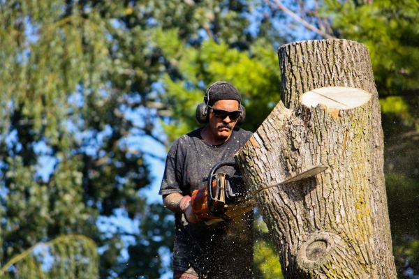 Cost of Ash Tree Pruning in Eau Claire
