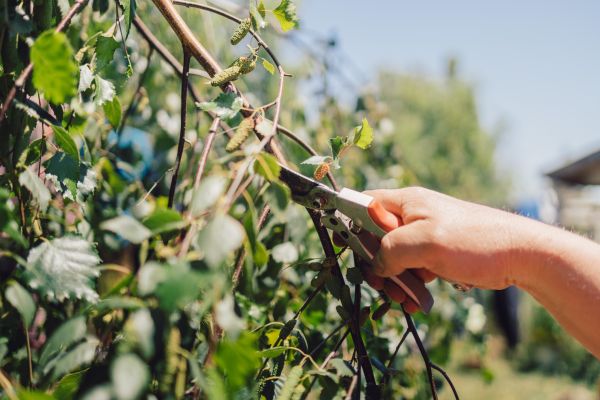 Cost of Birch Tree Pruning in Eau Claire