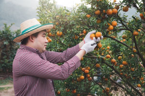 Cost of Orange Tree Pruning in Eau Claire