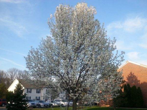 Cost of Bradford Pear Tree Pruning in Eau Claire