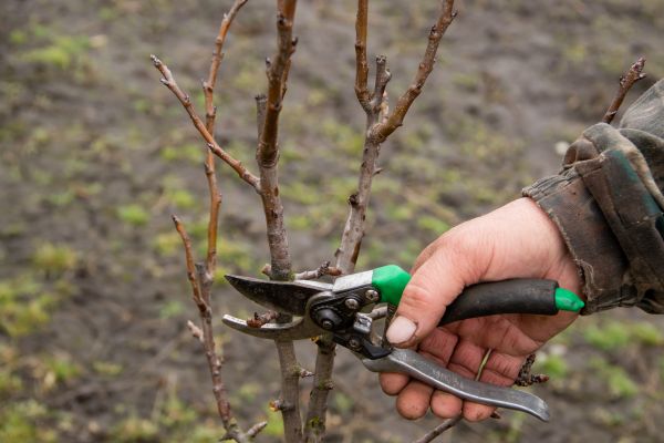 Cost of Pear Trees Pruning in Eau Claire