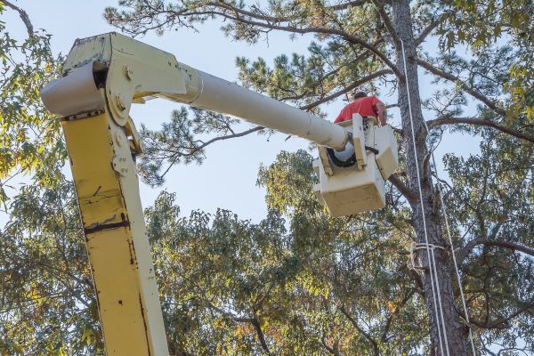 Cost of Limbs Trimming in Eau Claire