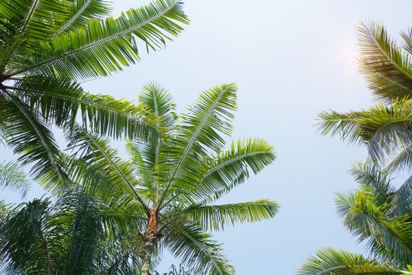 Cost of Queen Palm Tree Trimming in Eau Claire