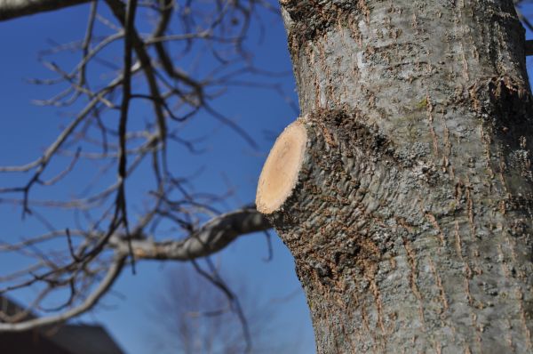 Cost of Limb Pruning in Eau Claire