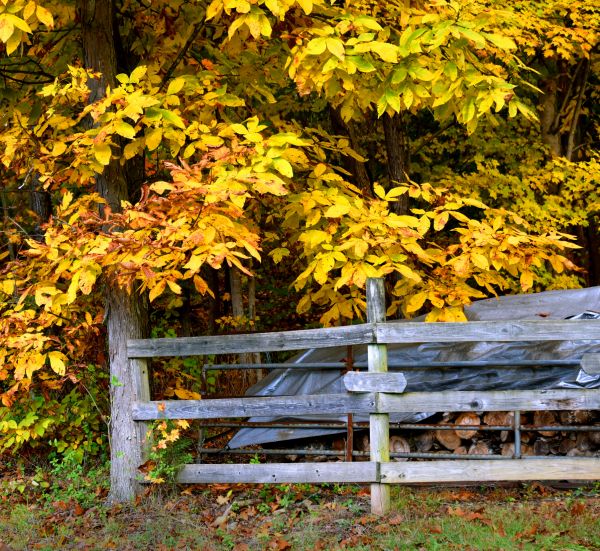 Cost of Hickory Tree Pruning in Eau Claire