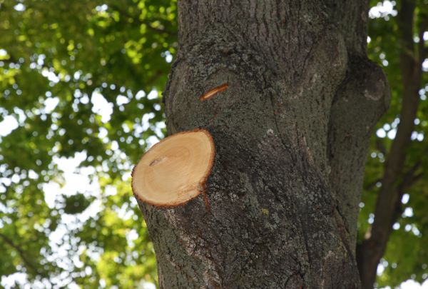 Cost of Limb Cutting in Eau Claire