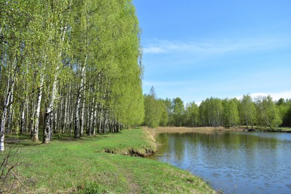 Cost of River Birch Pruning in Eau Claire