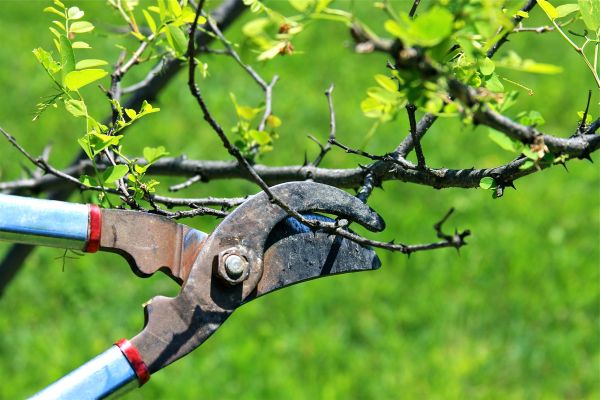 Cost of Branches Pruning in Eau Claire