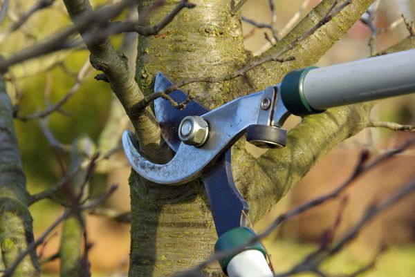 Cost of Tree Limb Trimming Service in Eau Claire