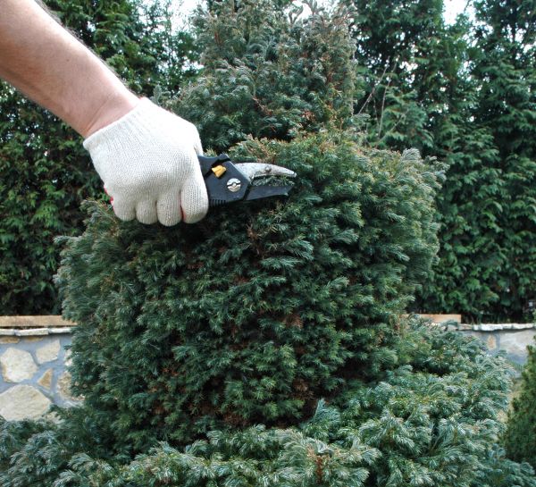 Cost of Ornamental Tree Trimming in Eau Claire
