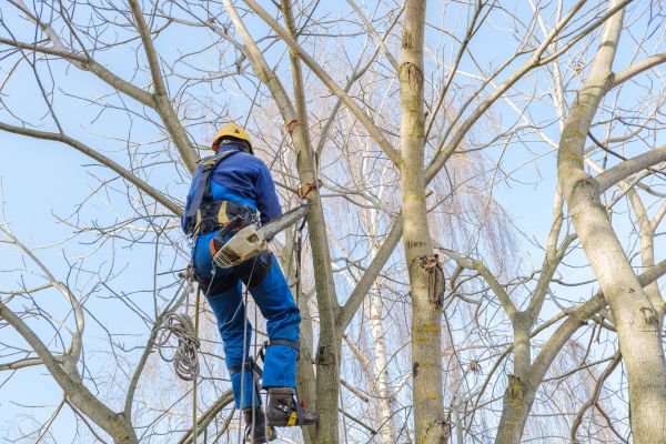 Cost of Large Tree Trimming in Eau Claire