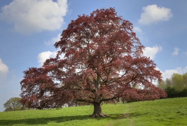 Cost of Beech Tree Pruning in Eau Claire