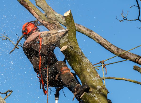 Tree Trimming Service in Eau Claire