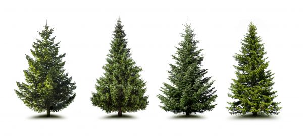 Cost of Pine Tree Trimming in Eau Claire